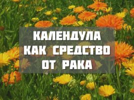 Противораковые свойства календулы
