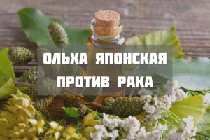 Полезные свойства ольхи японской Полезные свойства ольхи японской