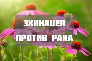 Полезные свойства эхинацеи