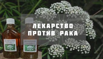 Болиголов - яд или лекарство? Болиголов - яд или лекарство?